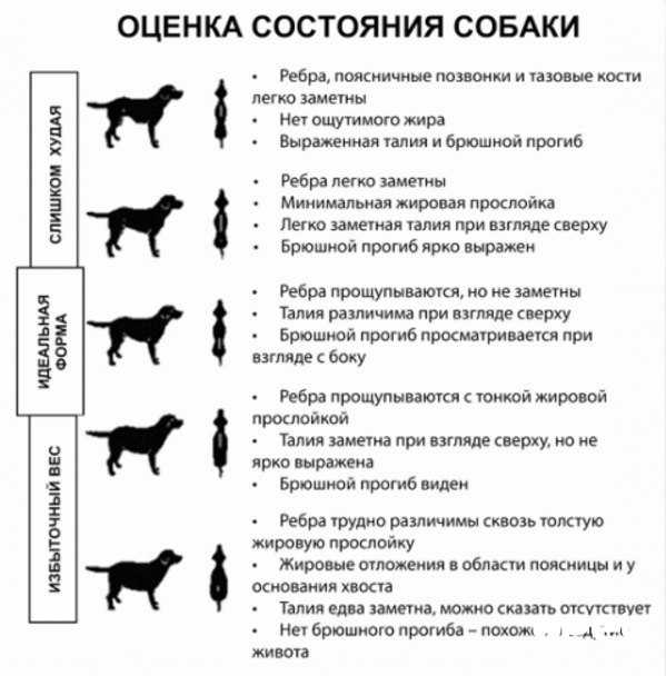 Ожирение у собак | блог на vetspravka.ru