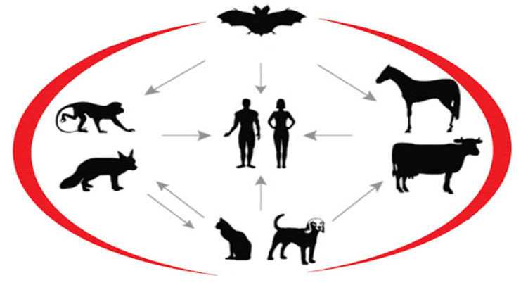 Антропозоонозы - болезни общие для людей и животных