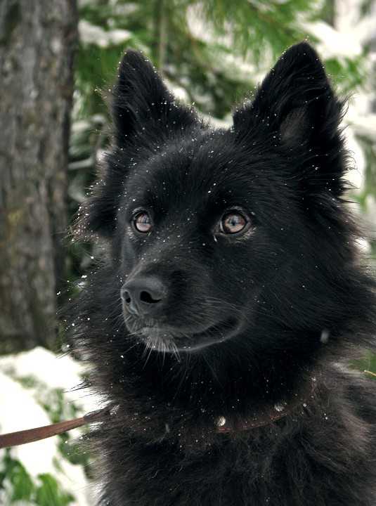 Собака лайка — популярные виды, описание и характеристика породы
