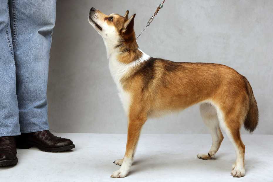 Лундехунд порода собак. описание, особенности, уход и цена лундехунда