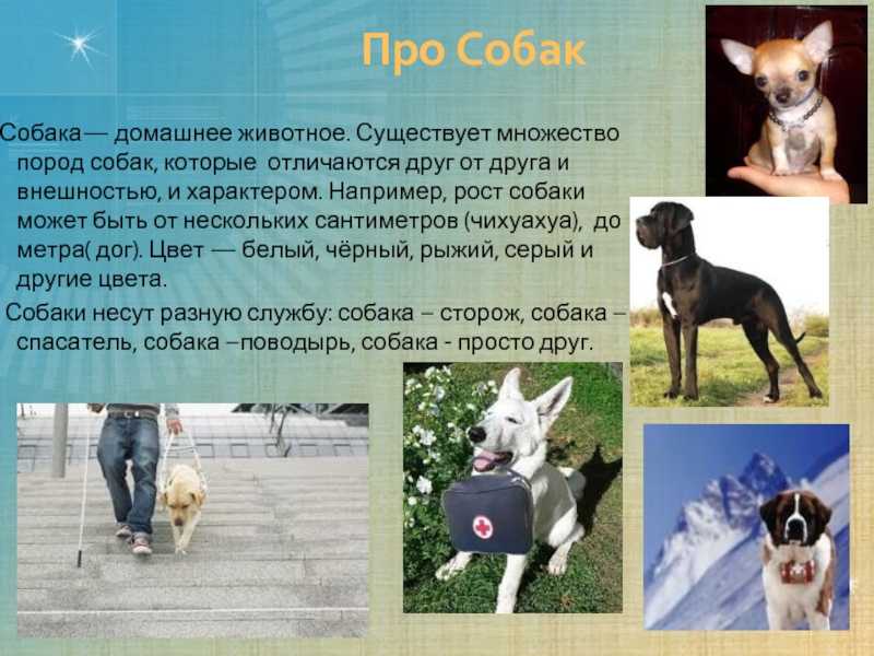 Английские пород собак топ 10 - pet-mir.ru