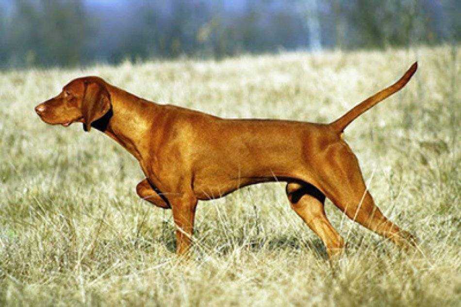 Порода легавых собак: описание, характеристика породы, фото и отзывы