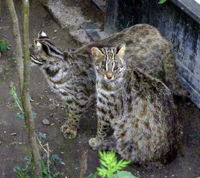 Дальневосточный лесной кот (euptilurus bengalensis) - это самый северный представитель семейства кошачьих, который обитает в Средней Азии. Относят животное