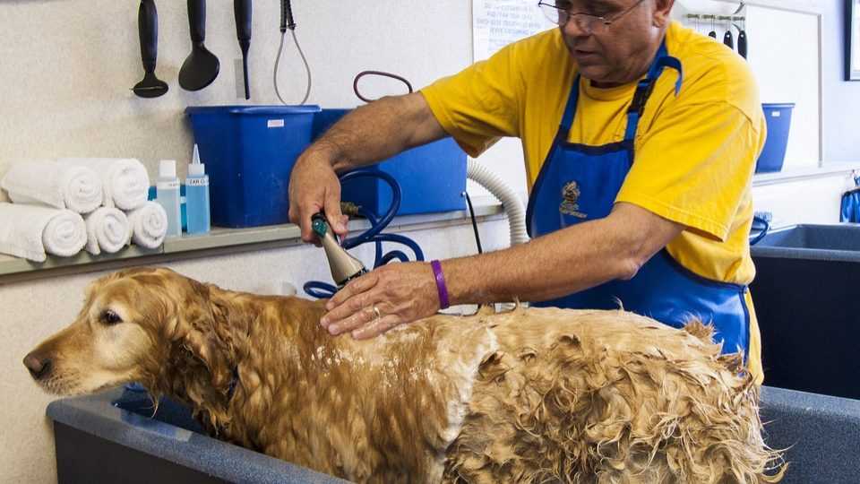 «за» и «против» средств для людей и ответ на вопрос, можно ли мыть собаку человеческим шампунем