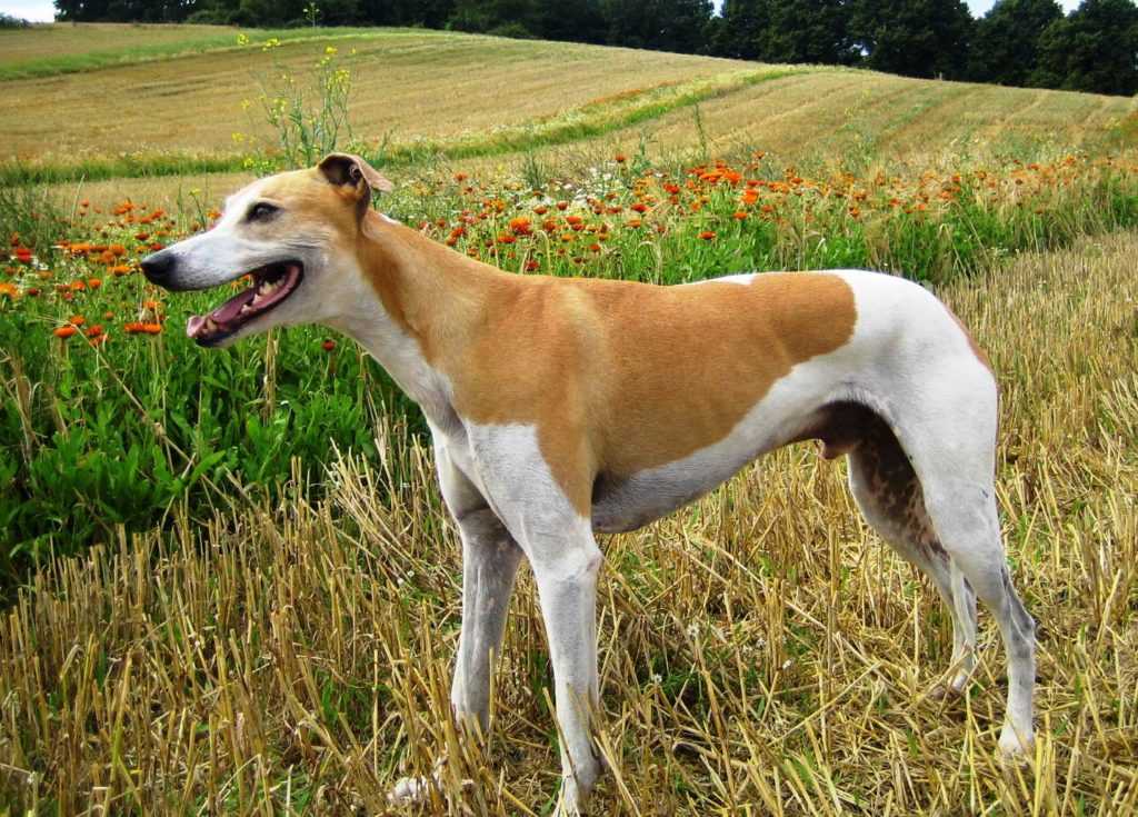 Характеристика собак породы русская гончая с отзывами и фото