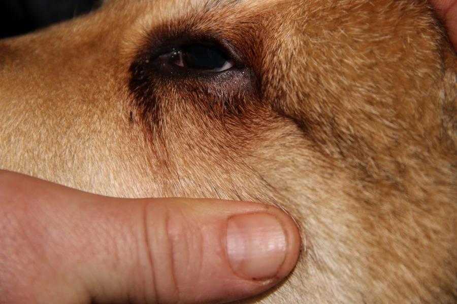 Лечение бельмо у собаки, причины, как и чем лечить