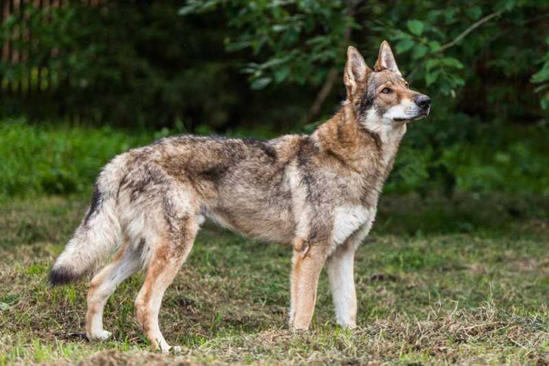 Чехословацкая волчья собака: история и стандарт породы, характер, здоровье, уход и содержание (+ фото и видео)