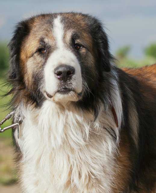 Болгарская овчарка: фото и описание породы собак