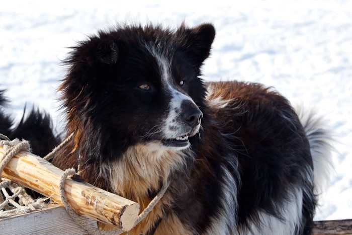 Ненецкая лайка: не признанный северный питомец с роскошным экстерьером