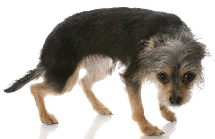 Почему собака дрожит: причины и что делать