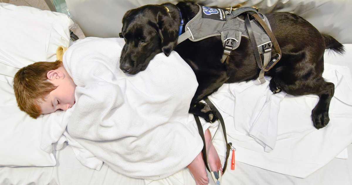 Собакотерапия. как собаки лечат людей? | блог ветклиники "беланта"