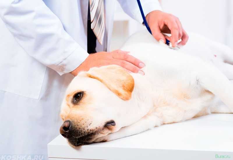 Эндокринная патология - гипотиреоз собак