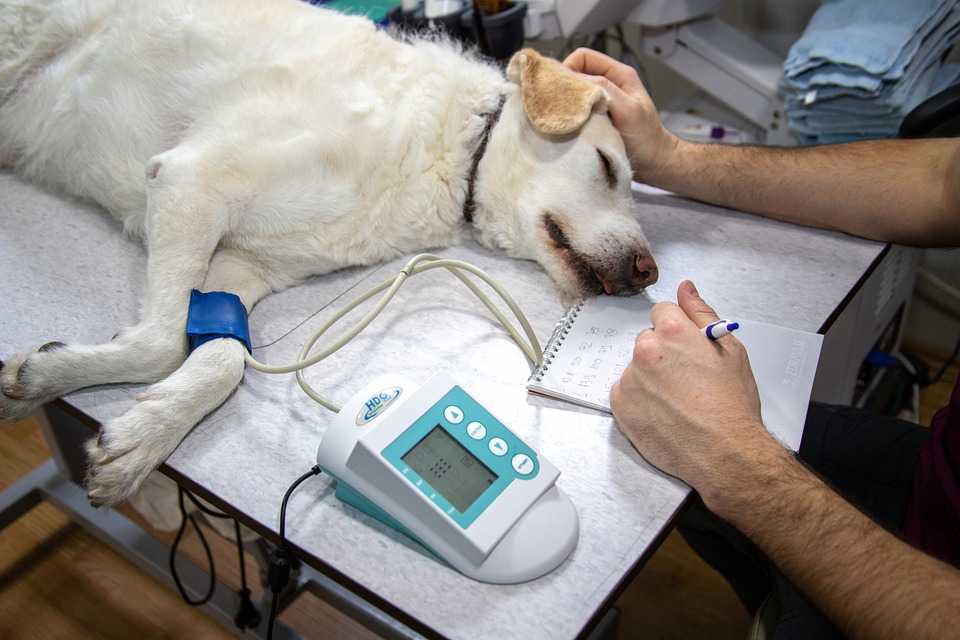 Как лечить воспаление легких у собак