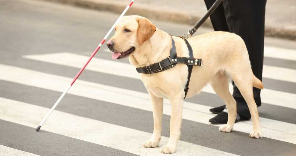 Самая дорогая собака в мире - топ 10 пород по цене в мире