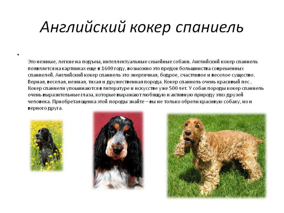 Русский охотничий спаниель собака. описание, особенности, виды, уход и цена породы | живность.ру