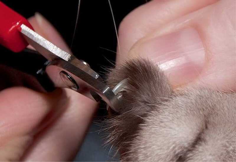 Домашний челедж: стрижем когти кошке сами