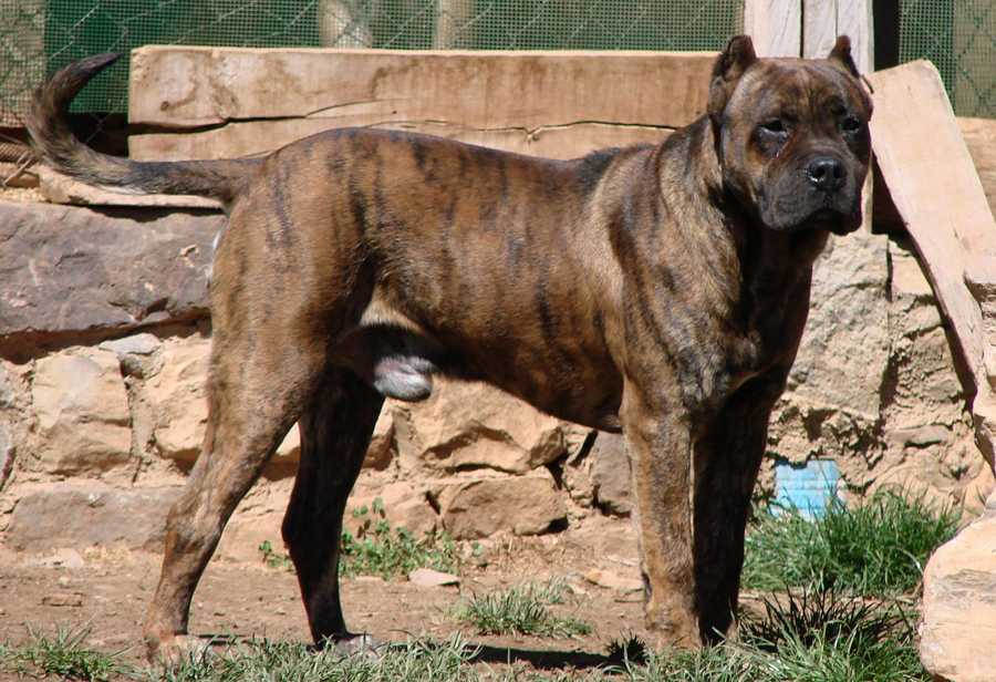ᐉ испанский алано (аланский дог): описание и характеристика породы, содержание и уход за собакой - kcc-zoo.ru
