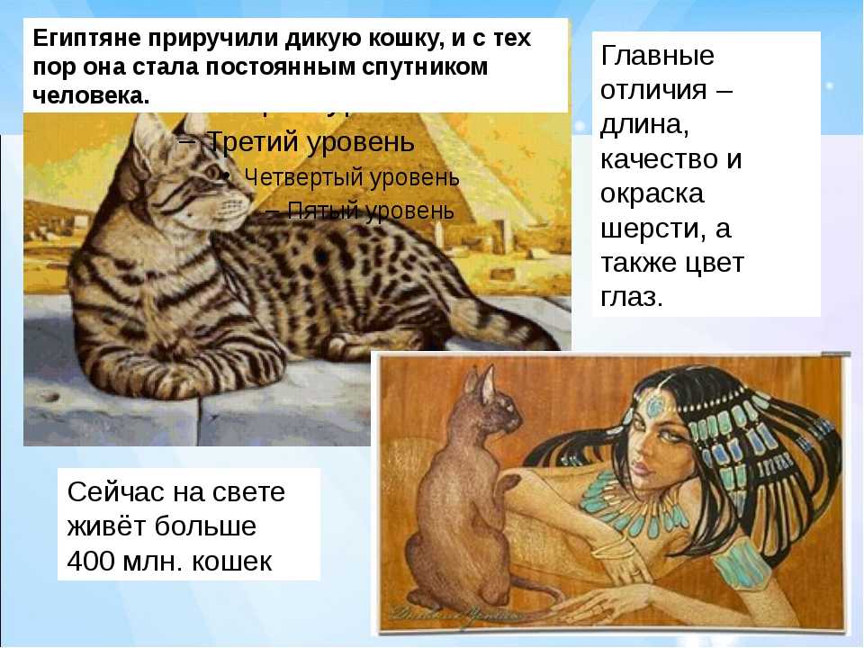 Кошка была приручена в древнем. Одомашнивание кошек. Человек приручил кошку. Приручили кошек египтяне. История одомашнивания кошек.
