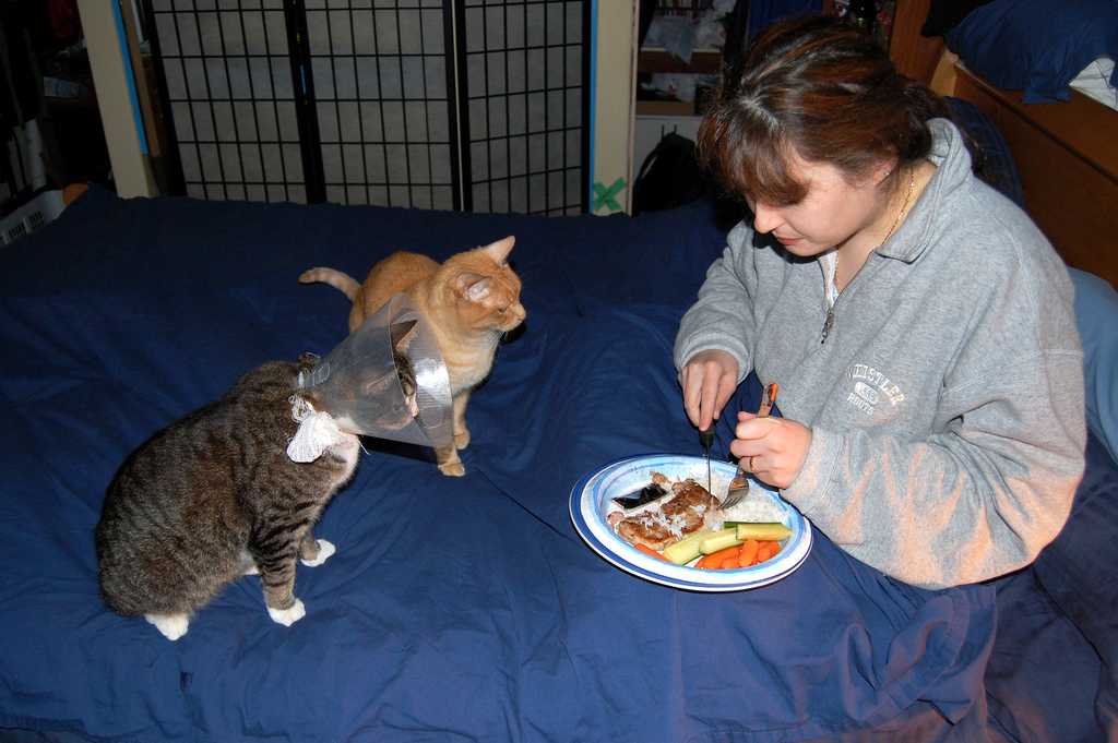 Кошка рвет едой что делать. Кормящая кошка. Кошку тошнит. Котов при еде.