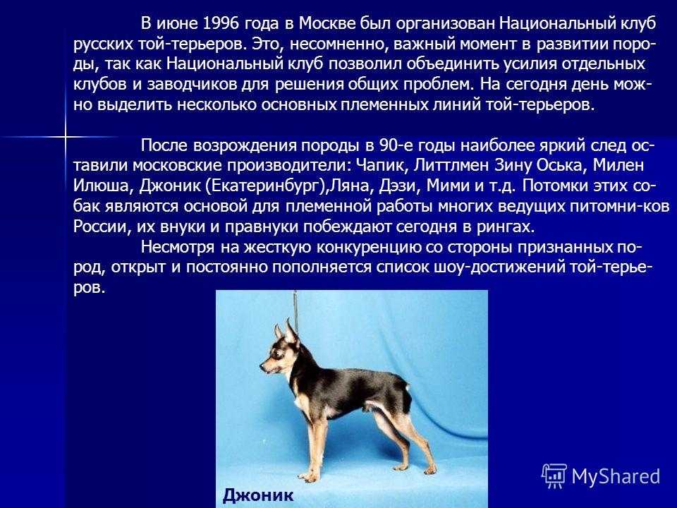 Русский той-терьер: порода собак, описание характера и стандарта, уход и дрессировка, фото и цена щенков + отзывы