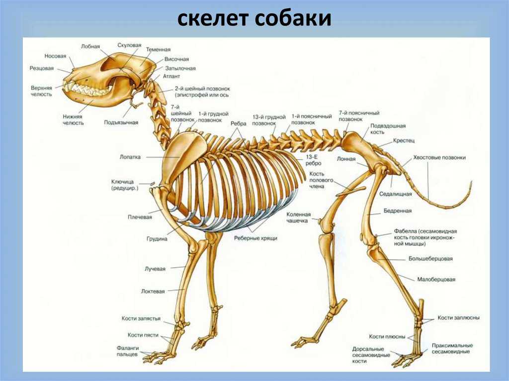 Ортодонтия домашних животных