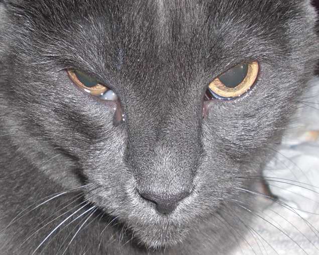 У кошки гноятся глаза - как и чем выделения из глаз у котов