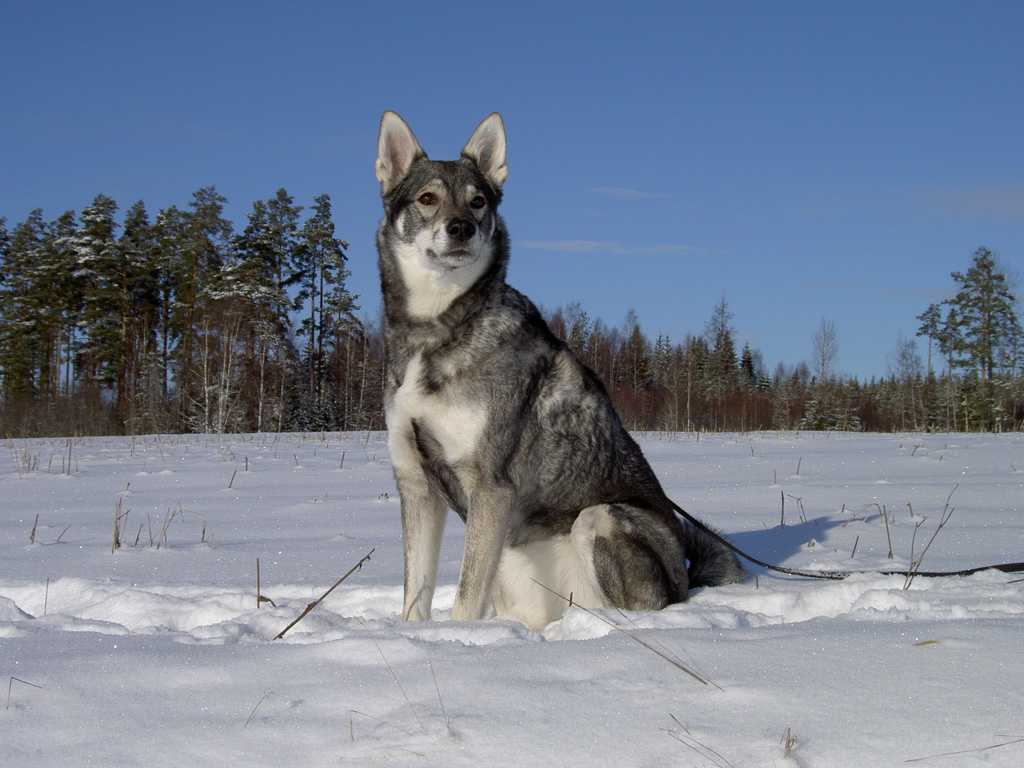 Подробный обзор породы собак Норвежская лосиная лайка (Норвежский элкхунд) с фото и видео. история, харакетер, особенности содержания, цена и многое другое.