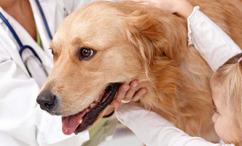 Заворот желудка (синдром острого расширения желудка) у собак