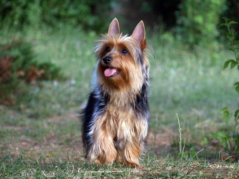 Характеристика собак породы австралийский терьер с отзывами и фото