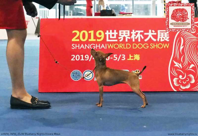 Чемпионат мира выставка собак 2021