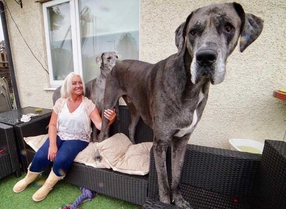 Топ-30 самые крупные собаки: фото с названием и описанием породы