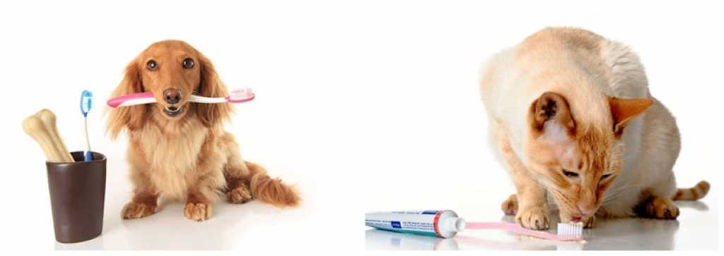 Зубной камень у собак - удаление зубного камня, чистка зубов у собак  в москве. ветеринарная клиника "зоостатус"