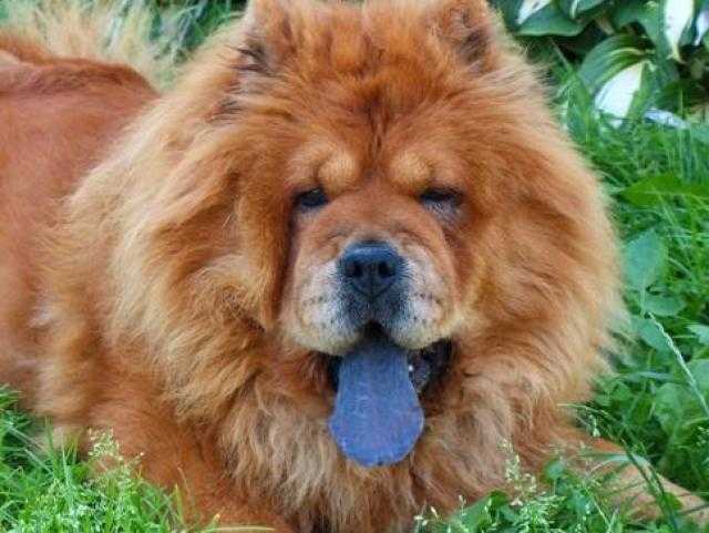 Порода собак с высунутым языком на бок
