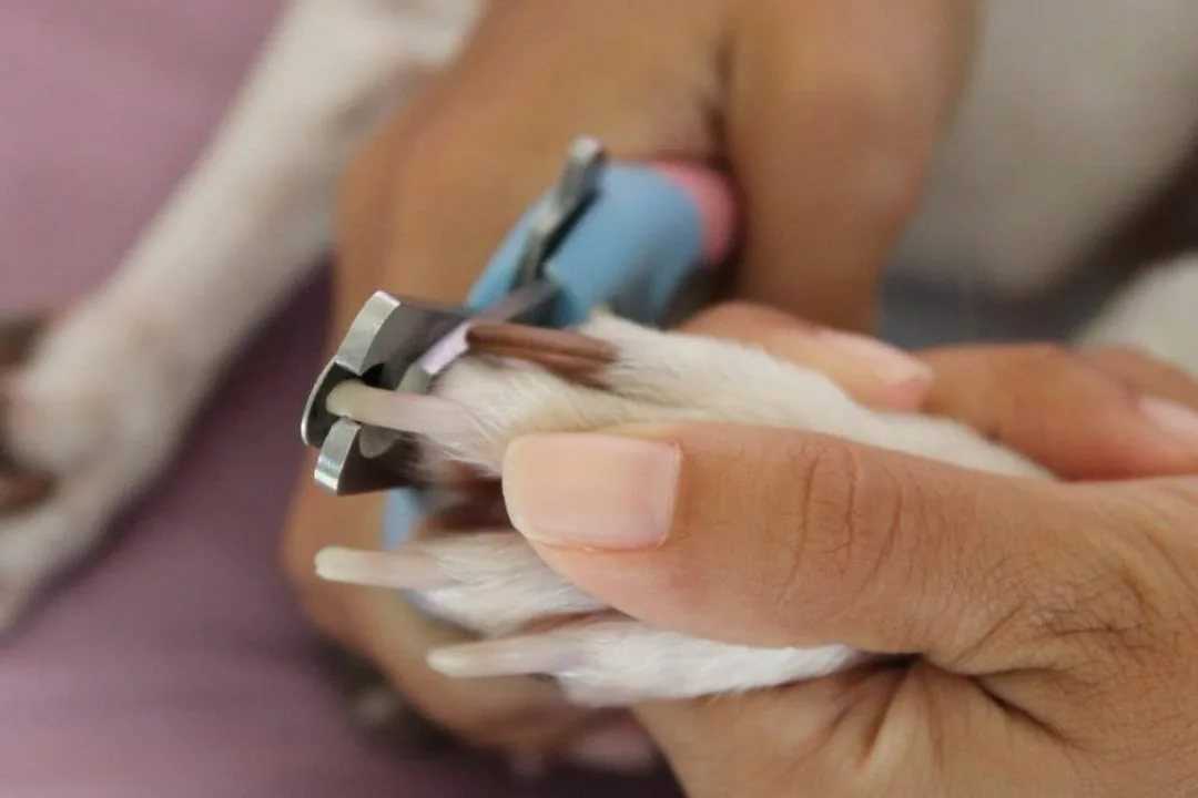 ᐉ как подстричь когти собаке в домашних условиях, что делать, если она боится или кусается - zoovet24.ru
