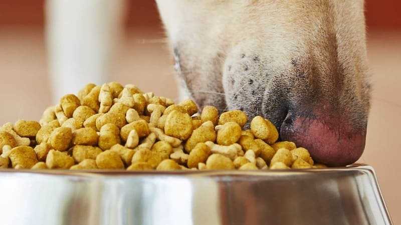 Собака плохо ест сухой корм