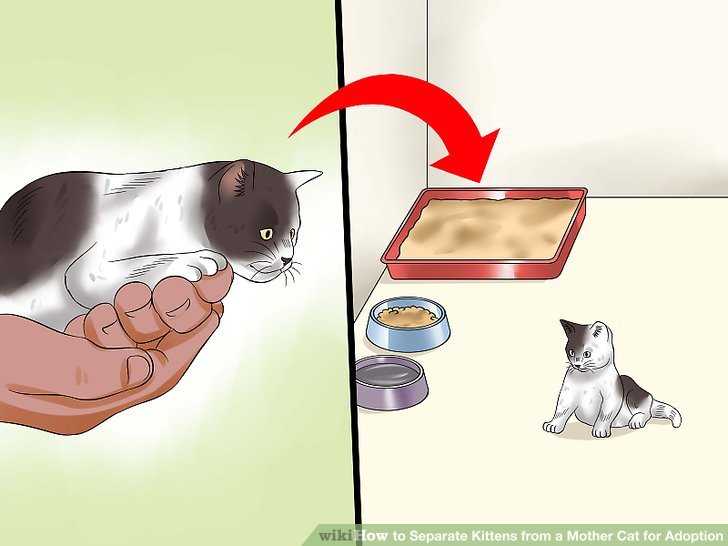 Можно отдавать кота. Как отучить кота кусаться. Котят отлучать. Когда можно отлучать котят от кошки. В каком возрасте можно отлучать котят от кошки.