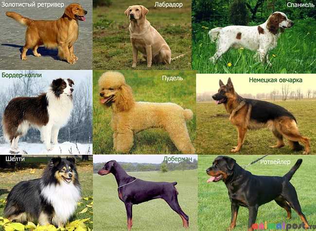 Все русские породы собак маленькие