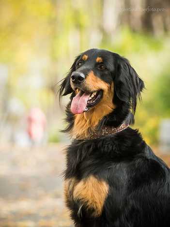 Спокойная дружелюбная и ласковая собака из германии – ховаварт