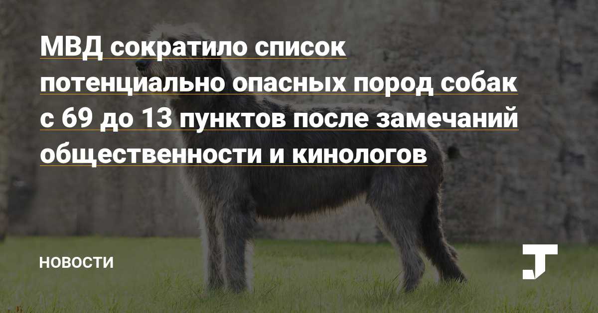 Потенциально опасные породы собак в россии: список, закон