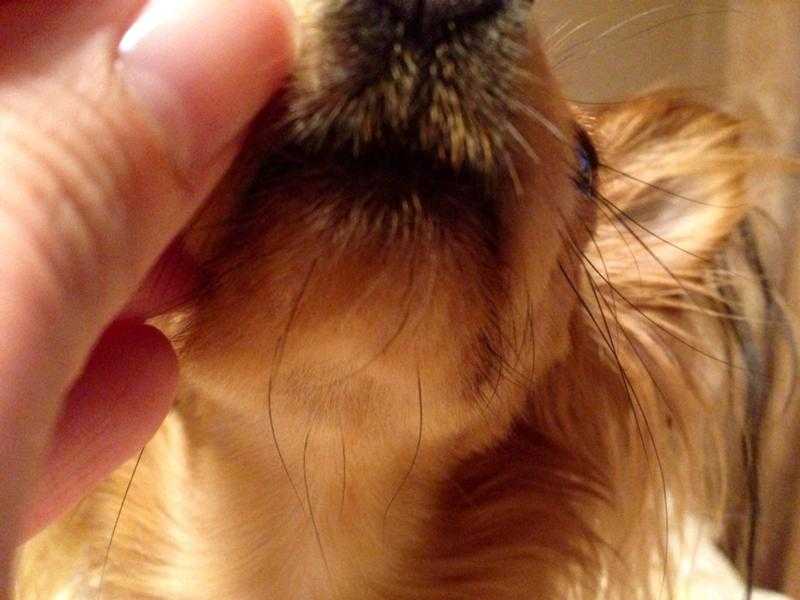 Можно ли стричь усы собаке? | все о собаках