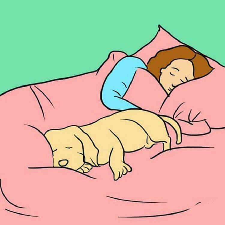 Сколько спят собаки в сутки и в каком возрасте