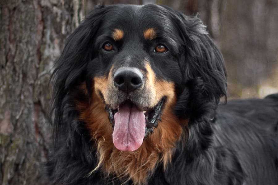 Ховаварт: порода собак из германии, фото и цена, содержание и уход