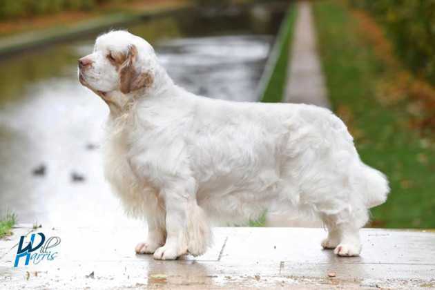 Кламбер спаниель собака. описание, особенности, уход и цена породы | sobakagav.ru