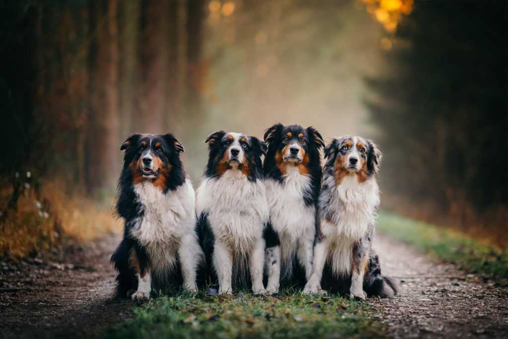 Борзые собаки: описание, виды и правила содержания