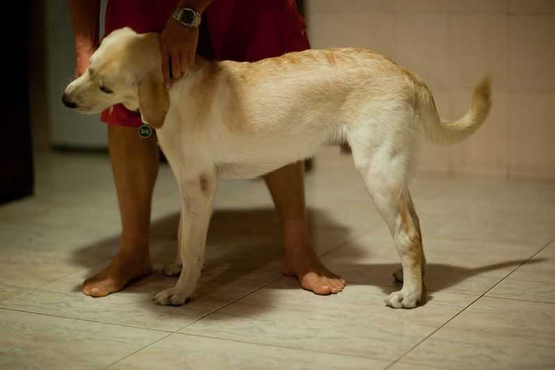 Болезни суставов у собак - симптомы и лечение в москве. ветеринарная клиника "зоостатус"