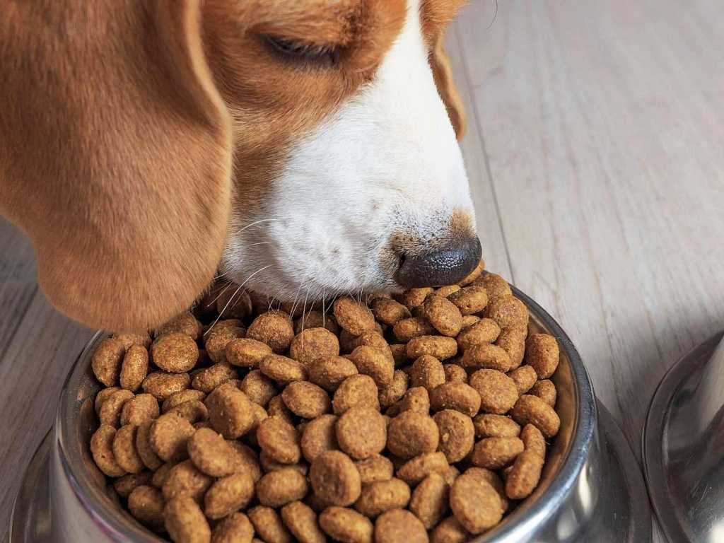 Почему собака не ест сухой корм? что делать, если щенок не хочет его есть?
