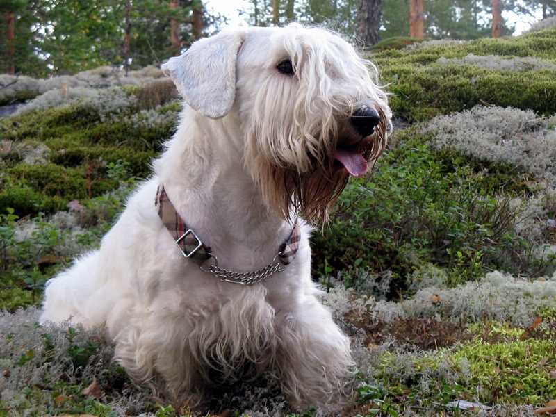 Порода чешский терьер: фото забавной собаки, характер и уход