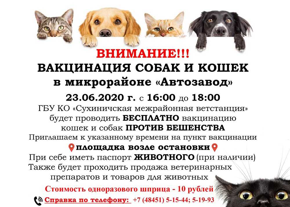 Прививки собак и кошек в калининской ветлечебнице г.москвы