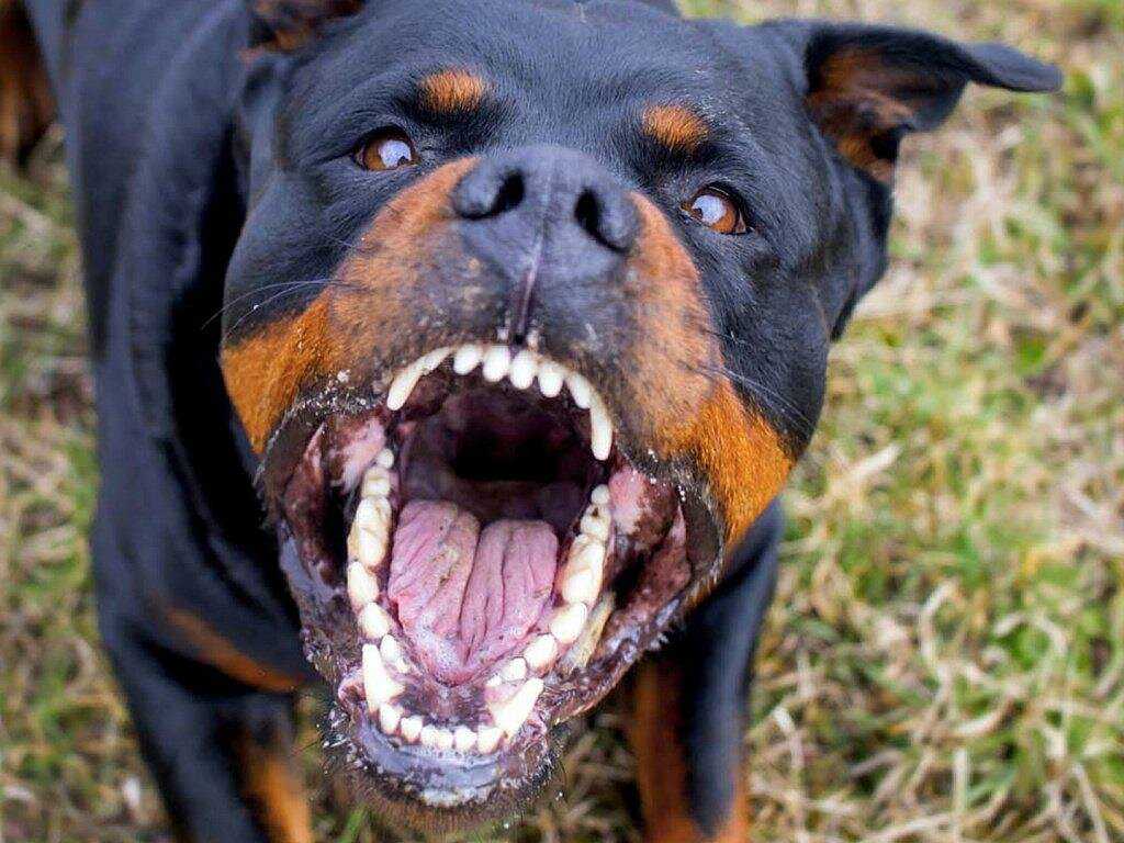 Топ 10 самых опасных пород собак в мире