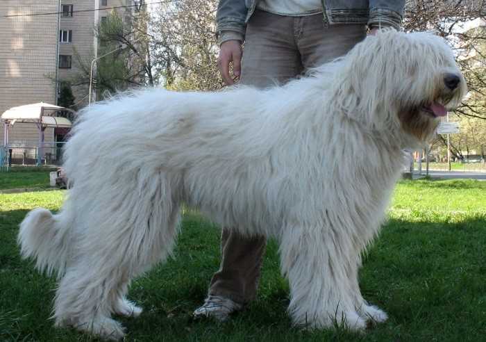 Порода собак южнорусская овчарка: описание, характер, уход, фото